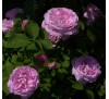 Роза Миссис Джон Лейн (Mrs John Laing)